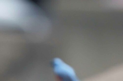 23 Wege, wie ich mein Vogelfoto verkorkse. Unscharfer Vogel