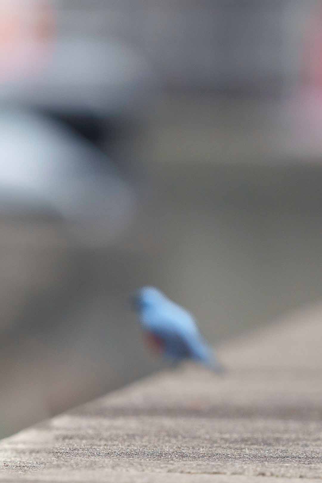 23 Wege, wie ich mein Vogelfoto verkorkse. Unscharfer Vogel