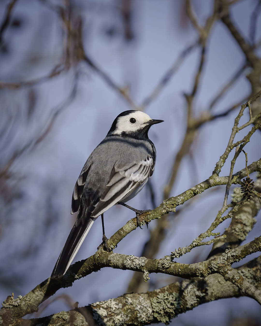 Bachstelze (Motacilla alba) auf einem Ast