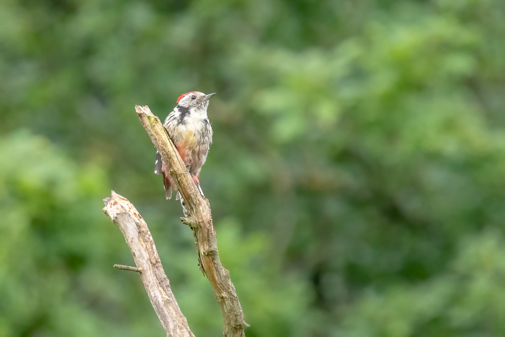 Mittelspecht auf einem Baum