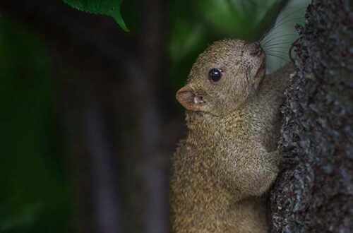 Pallashörnchen (Callosciurus erythraeus) am Baum in Japan