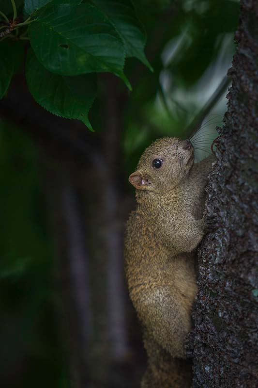 Pallashörnchen (Callosciurus erythraeus) am Baum in Japan