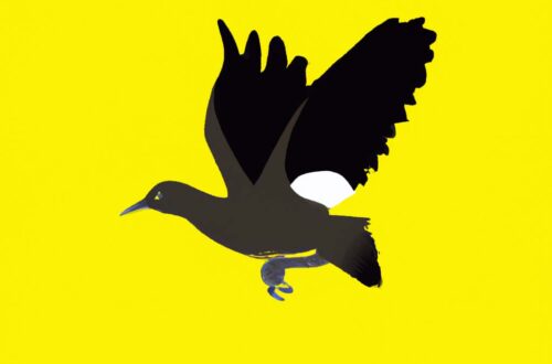 Illustration Vogelfotografie Dokumentation zum Schutz