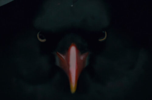 Kamera ISO zu niedrieg eingestellt, deshalb ist das Bild mit dem Vogel zu unterbelichtet.