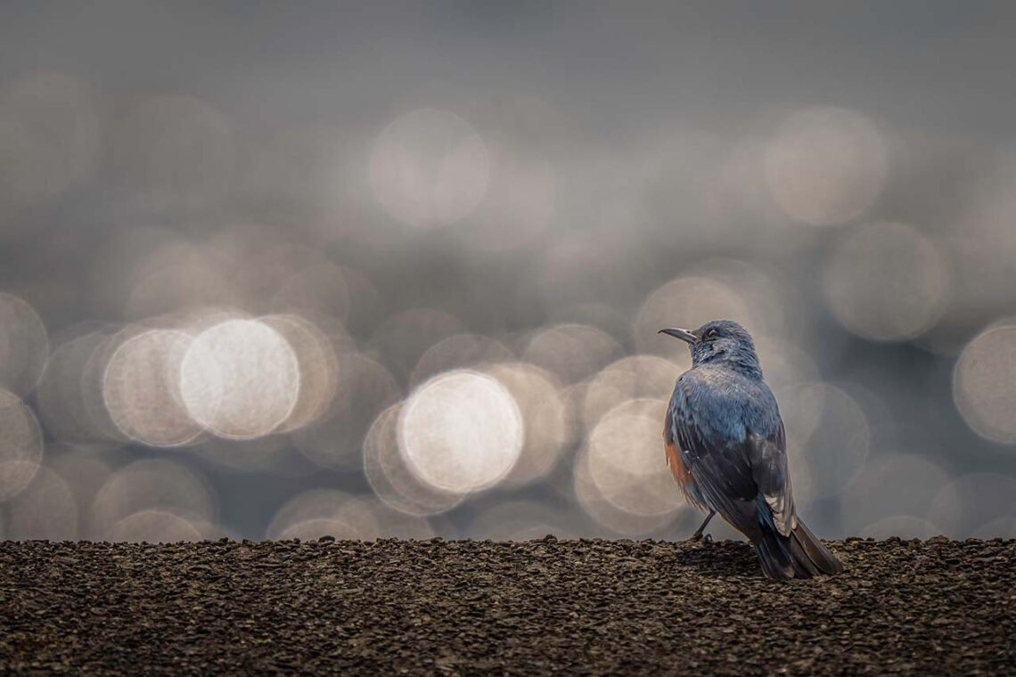 Blaumerle (Monticola solitarius) auf einer Mauer am Meer