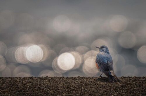 Blaumerle (Monticola solitarius) auf einer Mauer am Meer