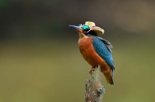 dobe Firefly AI Bild, ein Eisvogel mit Sonnenbrille und Hut