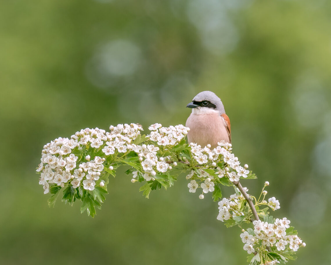Neuntöter (Lanius collurio) auf einem Ast mit Blühten