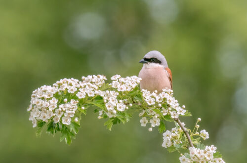 Neuntöter (Lanius collurio) auf einem Ast mit Blühten
