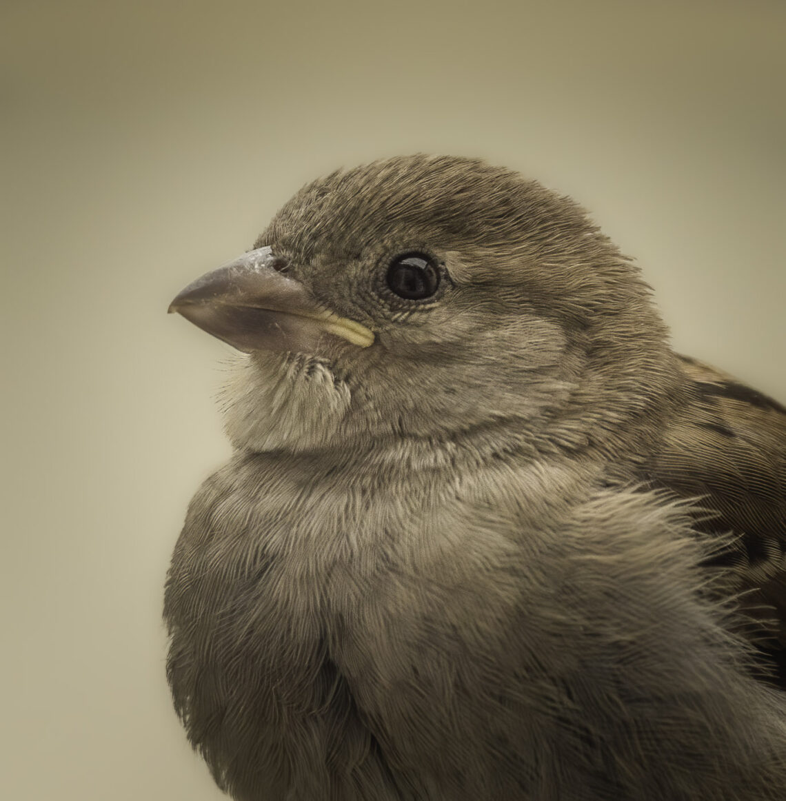 Naturfotografie zu verbessern, Spatz Porträt