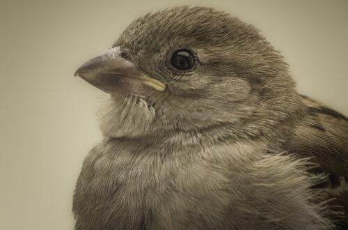 Naturfotografie zu verbessern, Spatz Porträt