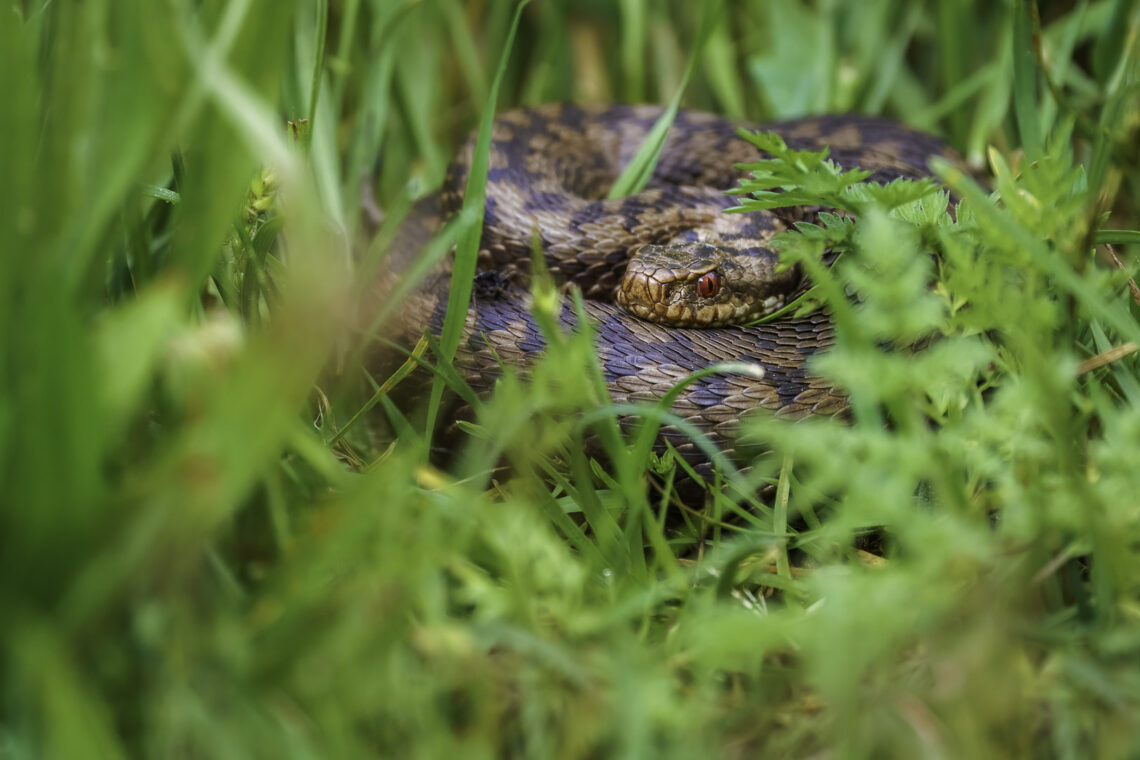 Kreuzotter (Vipera berus) in der Wiese
