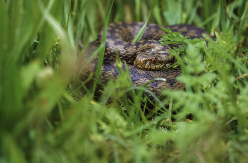Kreuzotter (Vipera berus) in der Wiese