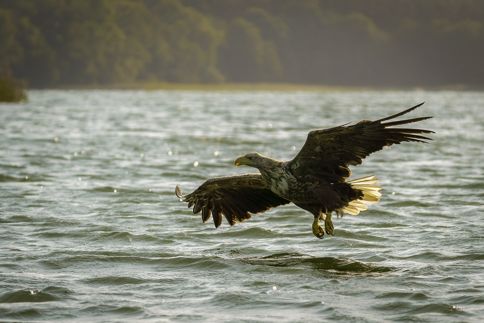 Seeadler (Haliaeetus albicilla) beim Jagtanflug über den See