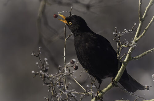 Amsel (Turdus merula) an einem Ast beim essen von Beeren