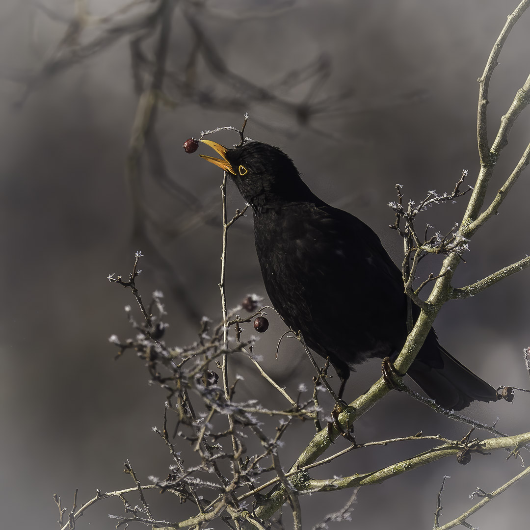 Amsel (Turdus merula) an einem Ast beim essen von Beeren
