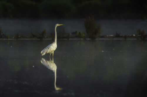 Silberreiher im Weiher