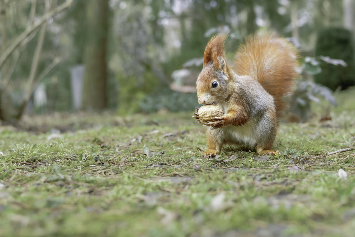 Eichhörnchen (Sciurus) mit Nuss auf dem Rasen