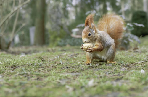 Eichhörnchen (Sciurus) mit Nuss auf dem Rasen