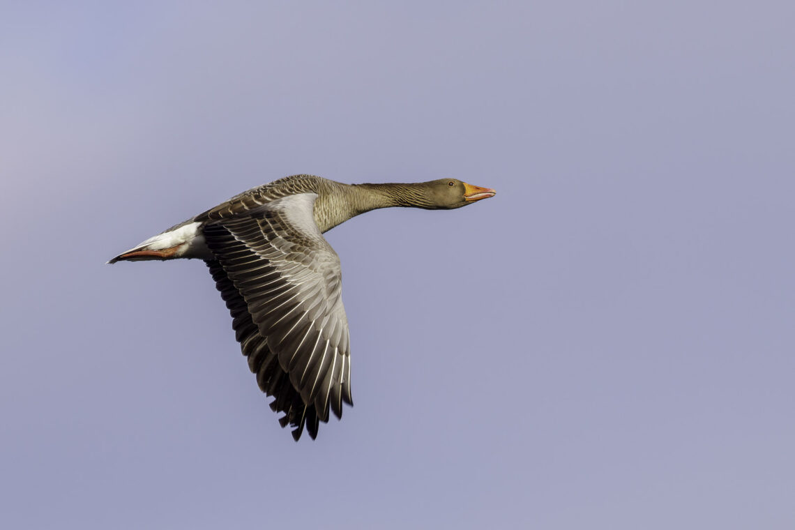 Schwanzmeise (Aegithalos caudatus im Flug