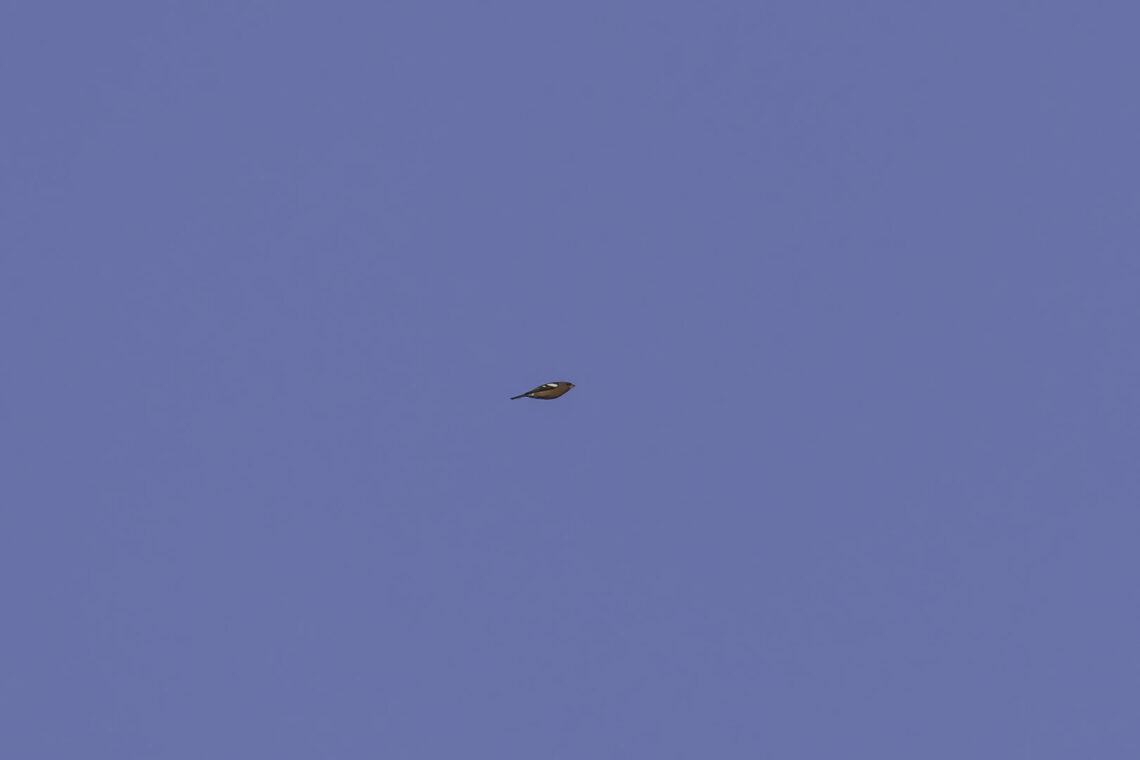 Vogel im Flug mit viel Raum auf dem Bild