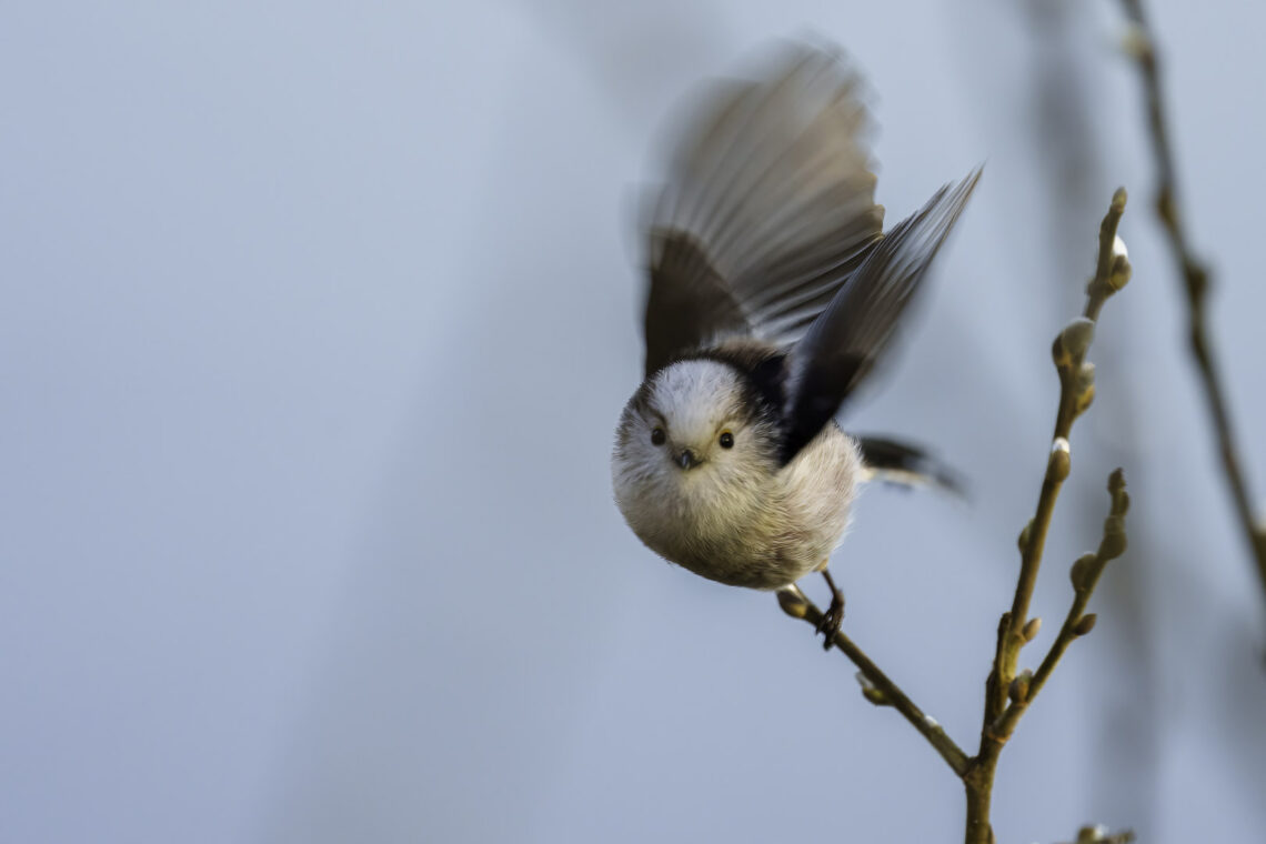 Schwanzmeise (Aegithalos caudatus beim Abflug von einem Ast