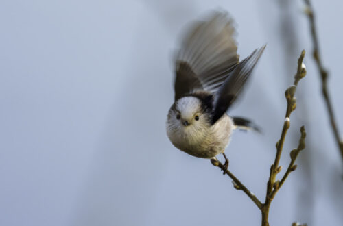 Schwanzmeise (Aegithalos caudatus beim Abflug von einem Ast