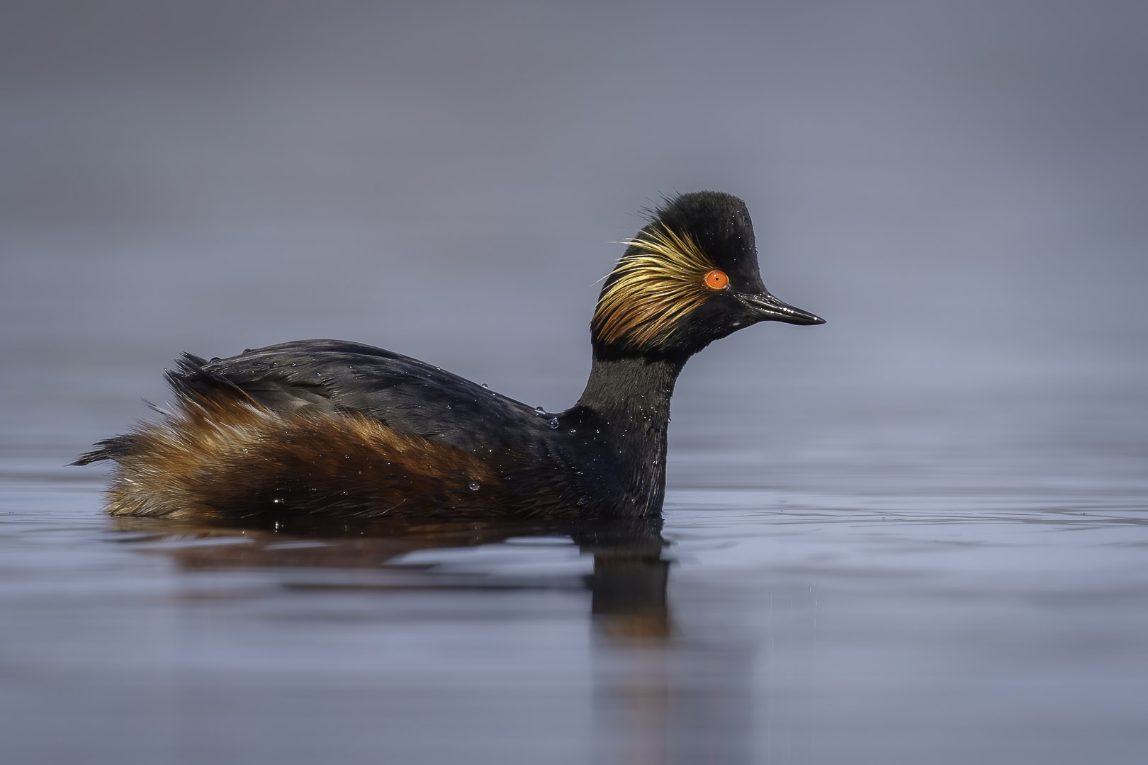 Schwarzhalstaucher (Podiceps nigricollis) auf dem See