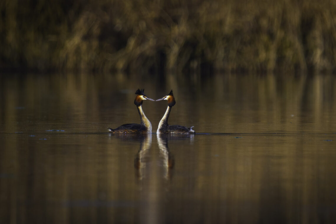 Zwei Haubentaucher (Podiceps cristatus) beim Paarunstanz auf dem See