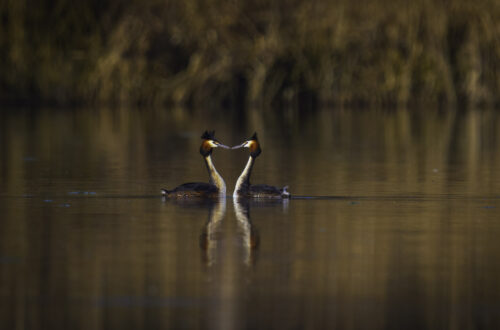 Zwei Haubentaucher (Podiceps cristatus) beim Paarunstanz auf dem See