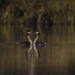 Zwei Haubentaucher (Podiceps cristatus) beim Paarunstanz auf dem See