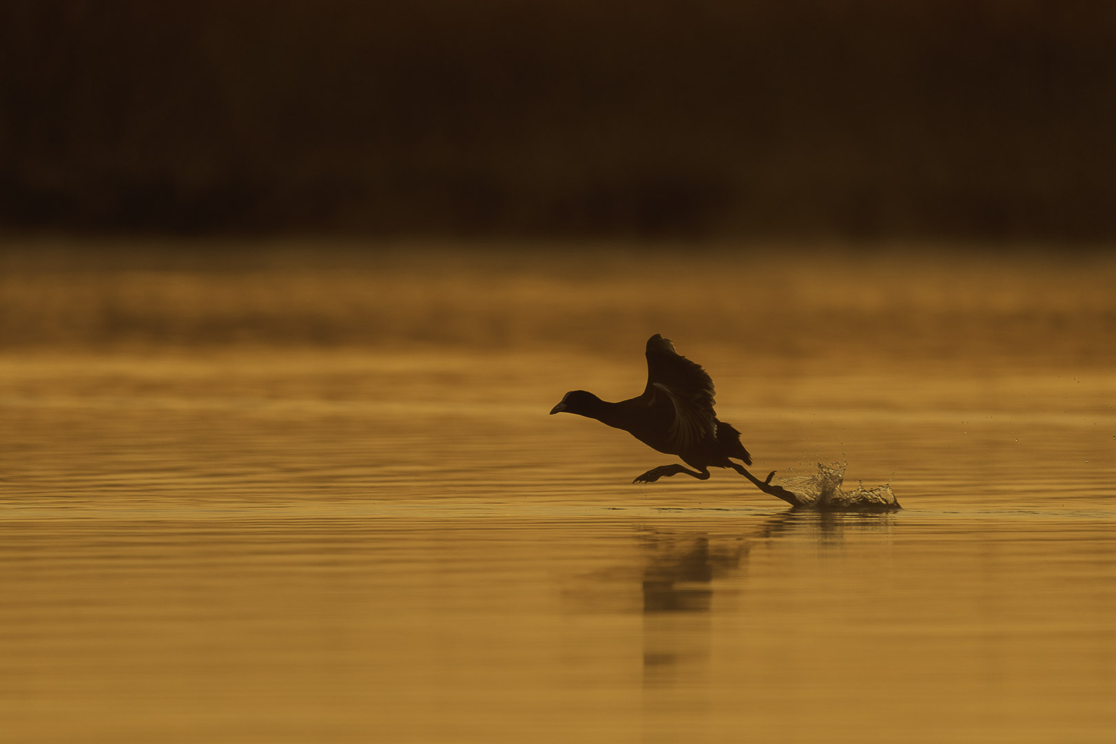 Beste Tageszeit für Wildlifefotografie im Sommer
