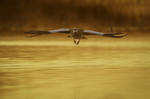 Eine Nilgans fliegt über den See bei der goldenen Stunde, das ganze Bild erscheint Gelb, Orange durch die aufgehende Sonne.