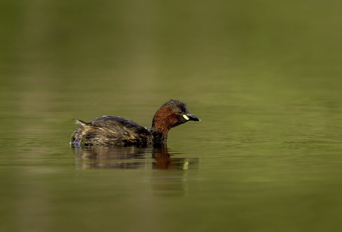 Zwergtaucher (Tachybaptus ruficollis) auf dem See