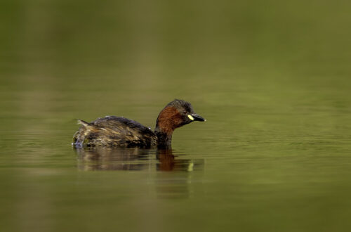 Zwergtaucher (Tachybaptus ruficollis) auf dem See