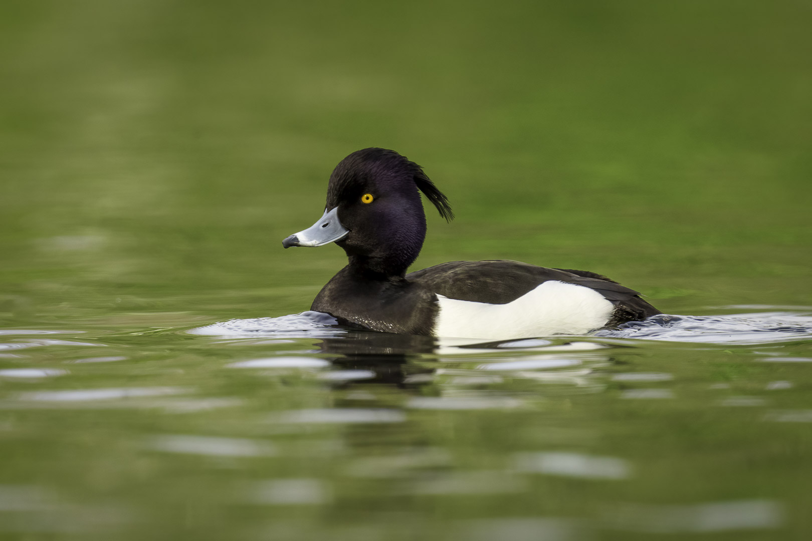 Reiherente auf dem See
