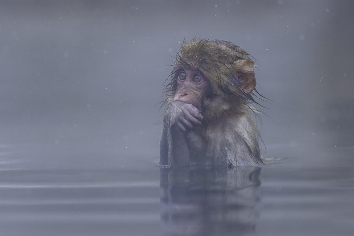 Schneeaffe im Onsen, einer heißen Quelle. 10 Tipps für spektakuläre Wildtierfotos.
