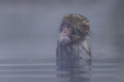 Schneeaffe im Onsen, einer heißen Quelle. 10 Tipps für spektakuläre Wildtierfotos.