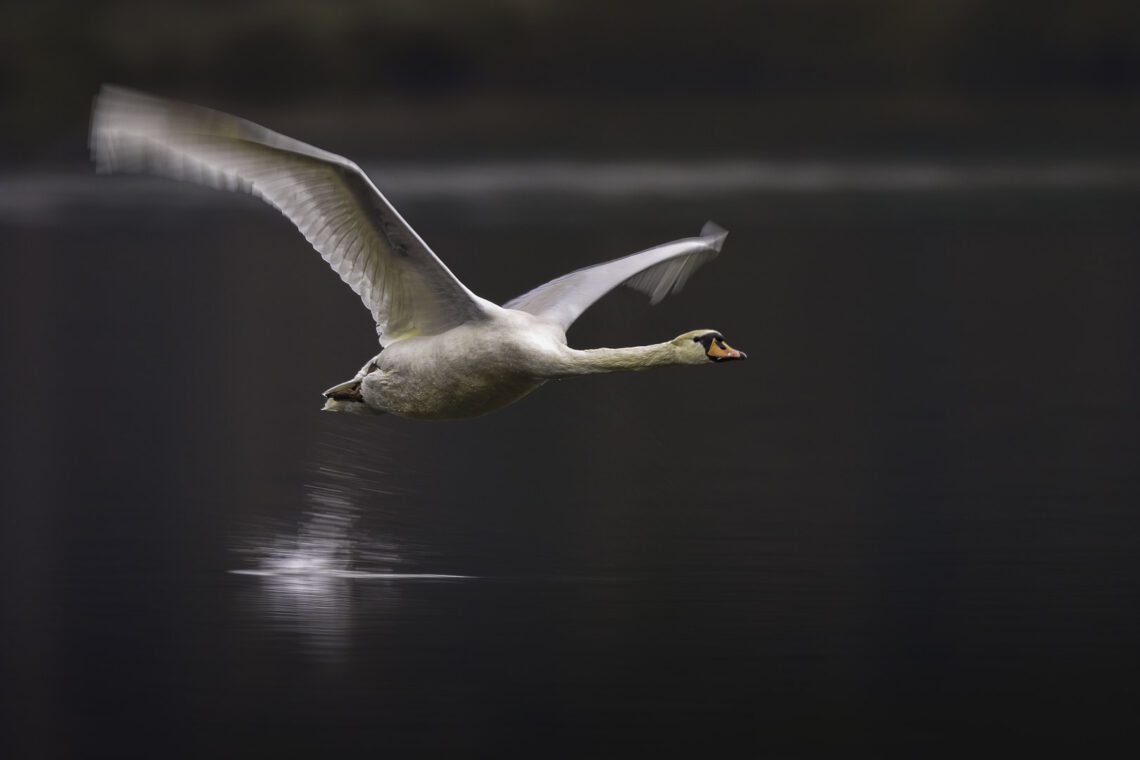 Schwan im Tieflug über einem See. Fotografiert mit langer Belichtungszeit.