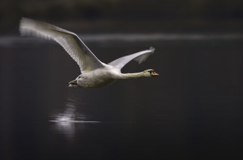 Schwan im Tieflug über einem See. Fotografiert mit langer Belichtungszeit.