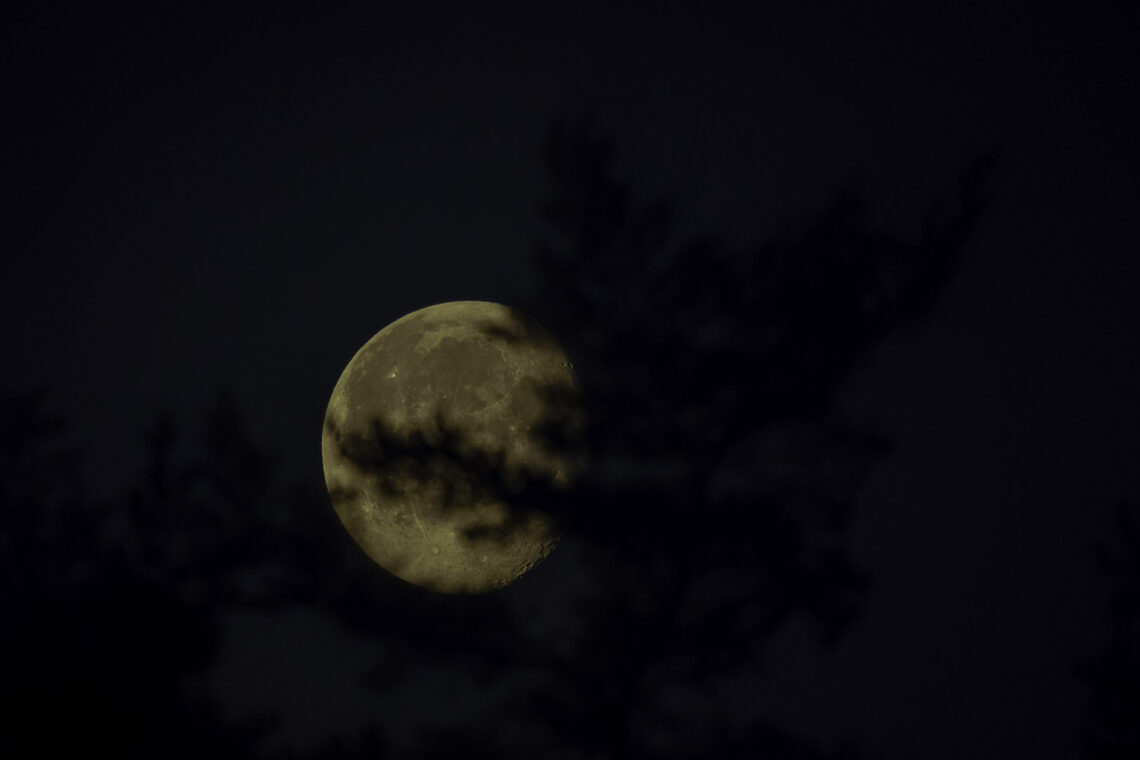 Licht und Schatten, der Mond hinter einem Baum