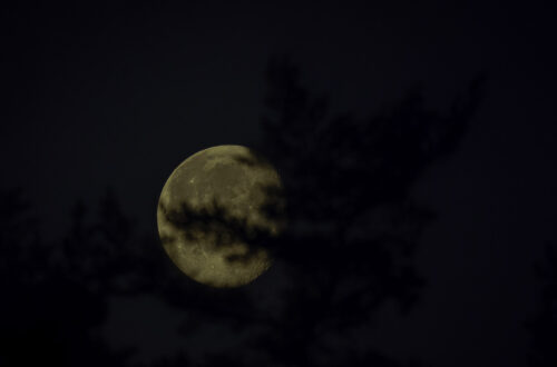 Licht und Schatten, der Mond hinter einem Baum