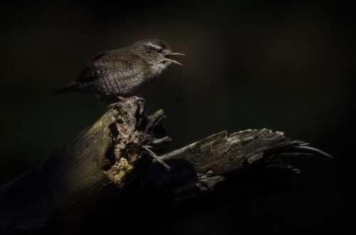 Zaunkönig in der frühen Morgensonne
