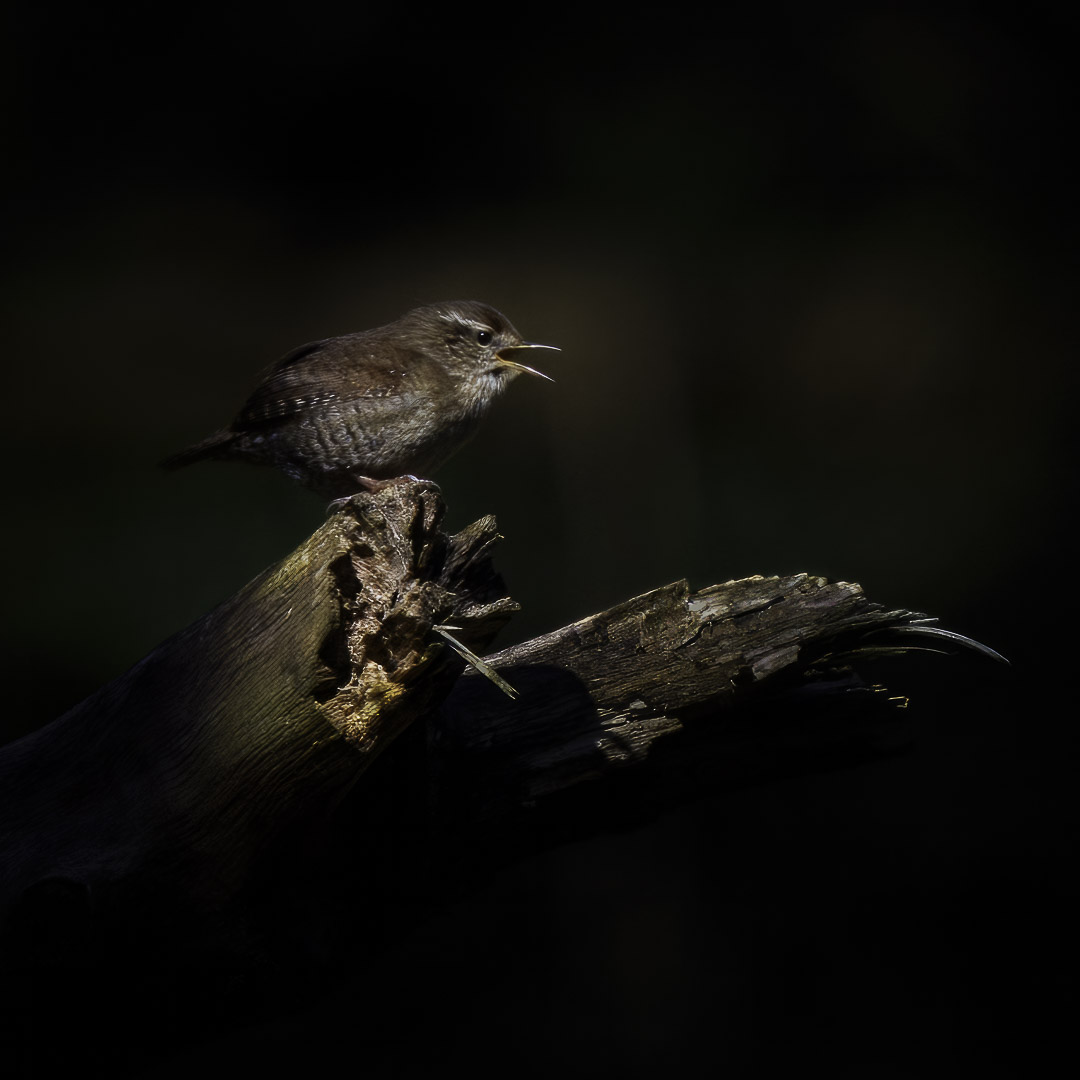Zaunkönig in der frühen Morgensonne