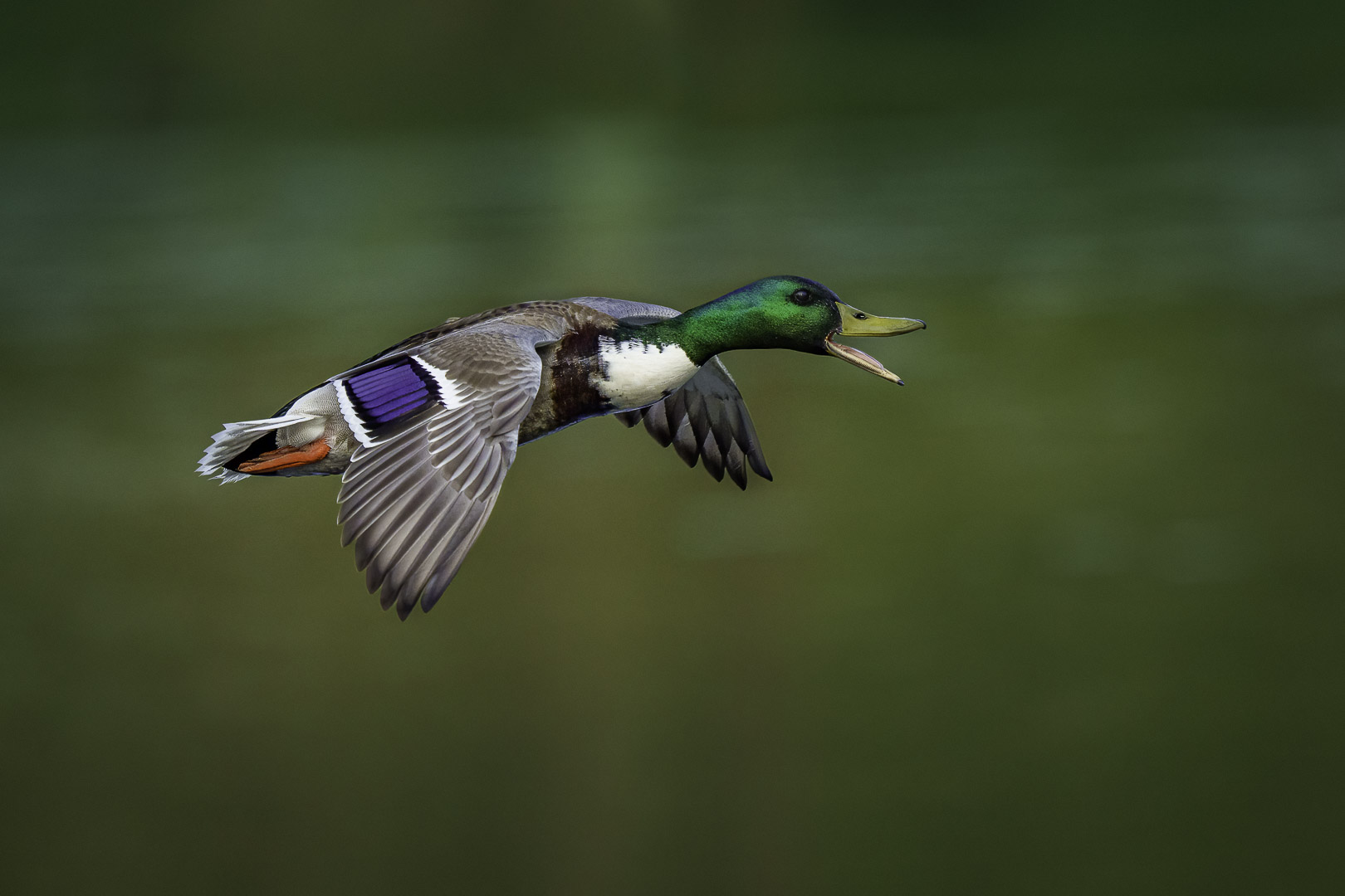 Stockente (Anas platyrhynchos) die im Flug ruft