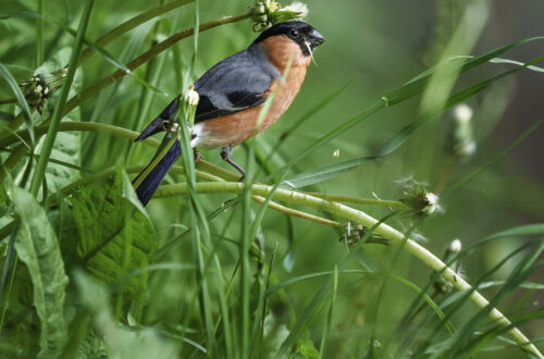 EIn Gimpel - Pyrrhula pyrrhula, auf einem Löwenzahnhalm am Wegesrand im Gras.