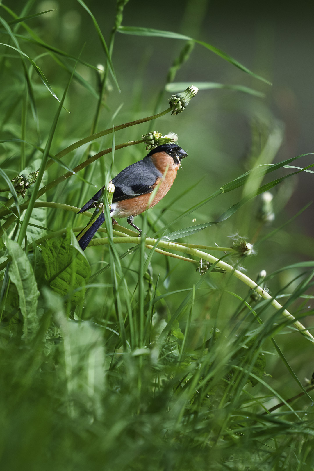 EIn Gimpel - Pyrrhula pyrrhula, auf einem Löwenzahnhalm am Wegesrand im Gras.