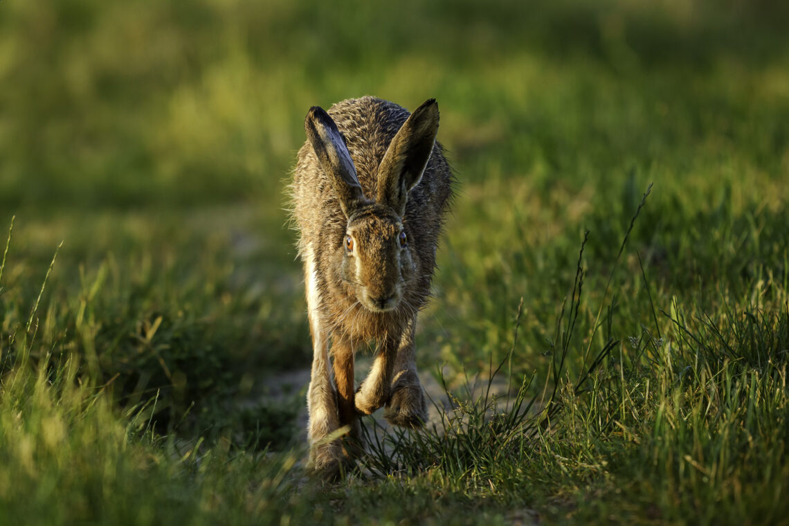 Feldhase - Lepus europaeus - beim Laufen über die Wiese, während des Sonnenaufgangs.