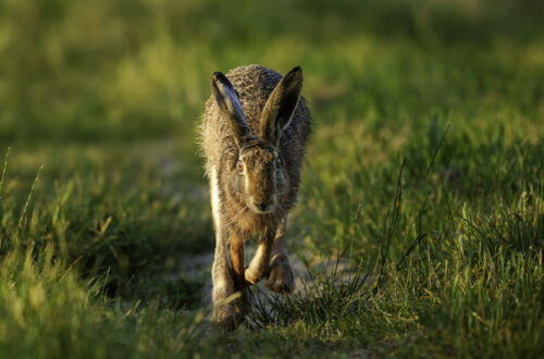 Feldhase - Lepus europaeus - beim Laufen über die Wiese, während des Sonnenaufgangs.