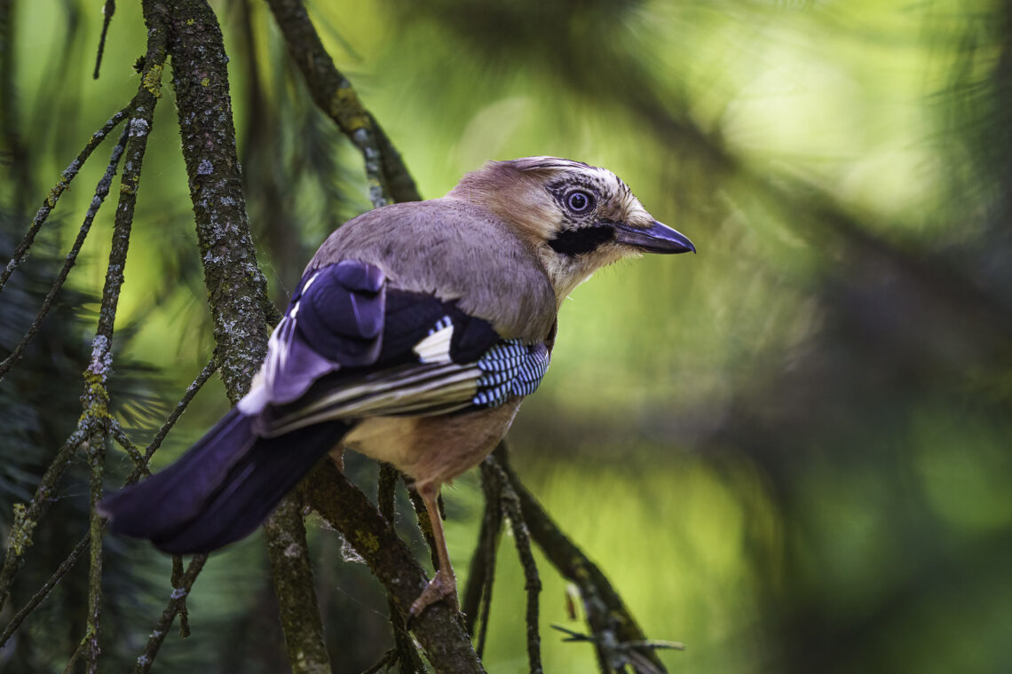 Eichelhäher - Garrulus glandarius - auf einem kleinen schmalen Tannenast.